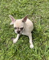 Cinnamon , a female French Bulldog for sale in Land O Lakes, FL – 4 of 8