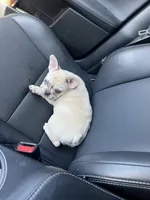 Cinnamon , a female French Bulldog for sale in Land O Lakes, FL – 3 of 8