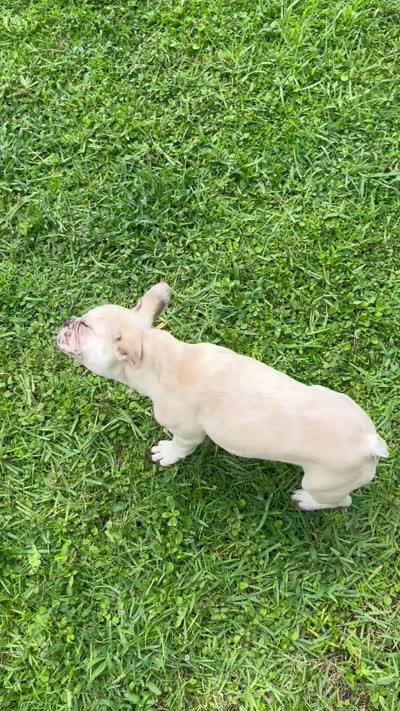 Cinnamon , a female French Bulldog for sale in Land O Lakes, FL – 8 of 8