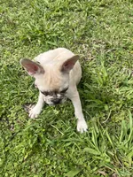 Cinnamon , a female French Bulldog for sale in Land O Lakes, FL – 5 of 8