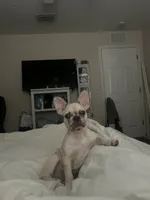 Cinnamon , a female French Bulldog for sale in Land O Lakes, FL – 6 of 8