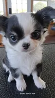 Seraphina, a female Chihuahua for sale in Callao, VA – 4 of 6