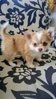 Haniel, a female Chihuahua for sale in Callao, VA – 3 of 4