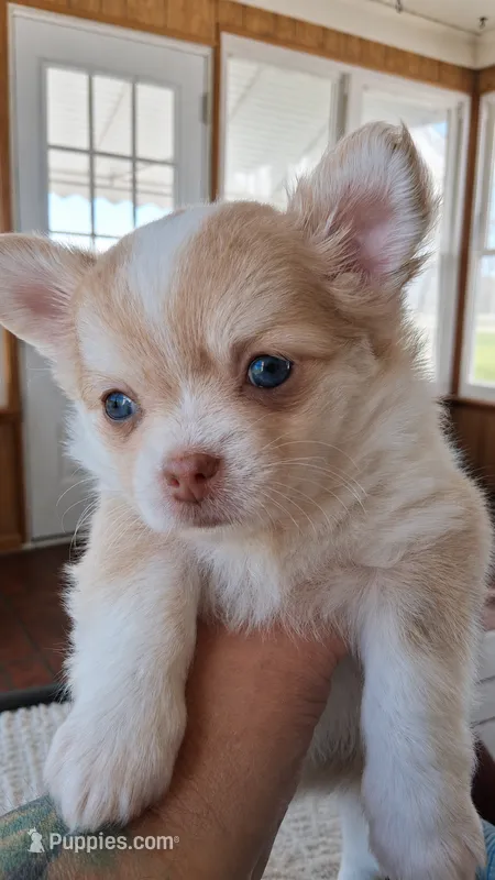 Haniel – Chihuahua puppy for sale in Callao, VA