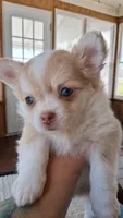 Haniel, a female Chihuahua for sale in Callao, VA – 1 of 4