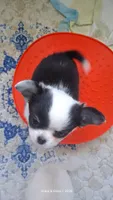 Seraphina, a female Chihuahua for sale in Callao, VA – 2 of 6