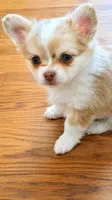 Haniel, a female Chihuahua for sale in Callao, VA – 4 of 4