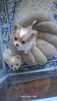 Haniel, a female Chihuahua for sale in Callao, VA – 2 of 4