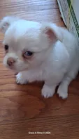 Remiel, a male Chihuahua for sale in Callao, VA – 2 of 4