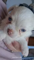 Remiel, a male Chihuahua for sale in Callao, VA – 4 of 4