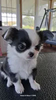 Seraphina, a female Chihuahua for sale in Callao, VA – 5 of 6