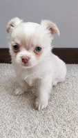 Remiel, a male Chihuahua for sale in Callao, VA – 1 of 4