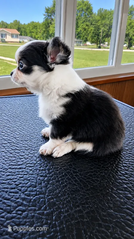 Seraphina – Chihuahua puppy for sale in Callao, VA