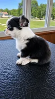 Seraphina, a female Chihuahua for sale in Callao, VA – 1 of 6