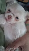 Remiel, a male Chihuahua for sale in Callao, VA – 3 of 4