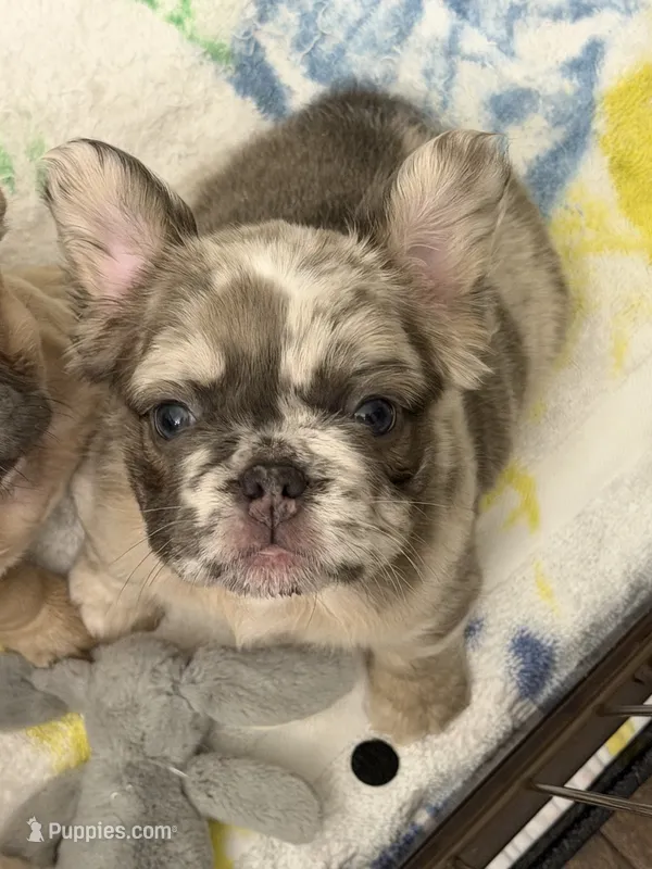 Prada  – French Bulldog puppy for sale in Murfreesboro, TN