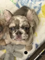 Prada , a female French Bulldog for sale in Murfreesboro, TN – 1 of 8