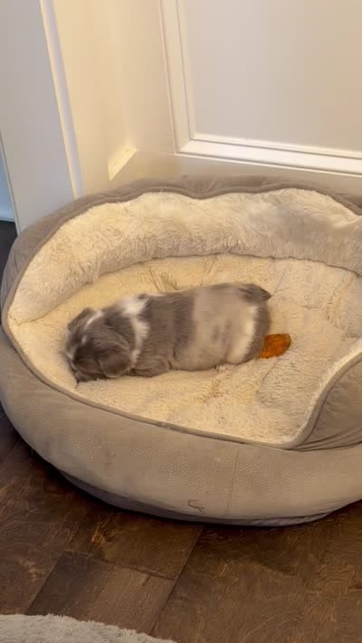 Louis , a male French Bulldog for sale in Murfreesboro, TN – 5 of 10