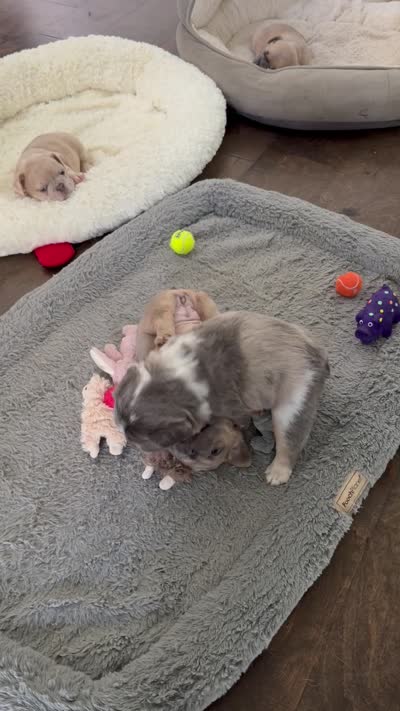Tory Burch , a female French Bulldog for sale in Murfreesboro, TN – 9 of 10