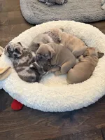 Prada , a female French Bulldog for sale in Murfreesboro, TN – 7 of 10