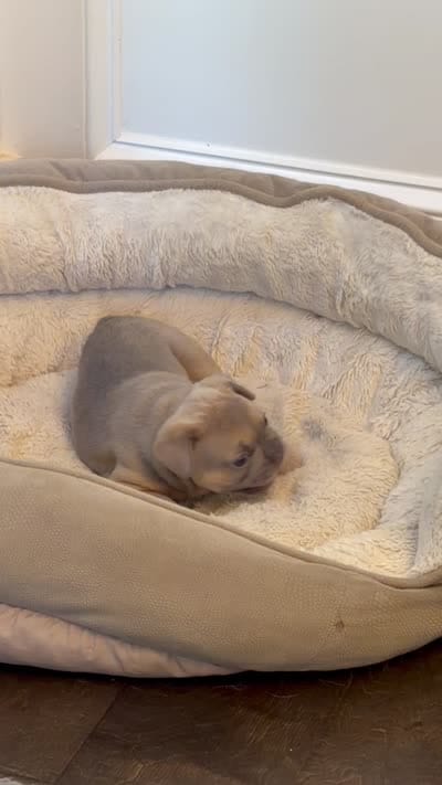Armani, a female French Bulldog for sale in Murfreesboro, TN – 9 of 9
