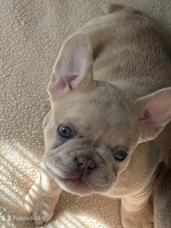 Coco Chanel  – French Bulldog puppy for sale in Murfreesboro, TN