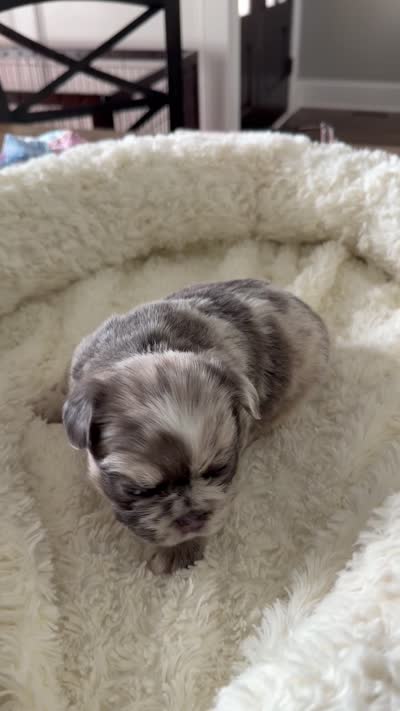 Prada , a female French Bulldog for sale in Murfreesboro, TN – 10 of 10