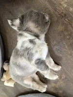 Louis , a male French Bulldog for sale in Murfreesboro, TN – 2 of 10