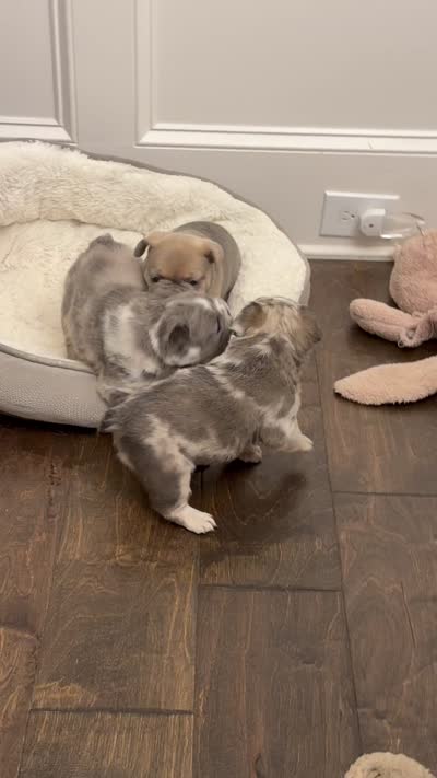 Louis , a male French Bulldog for sale in Murfreesboro, TN – 9 of 10