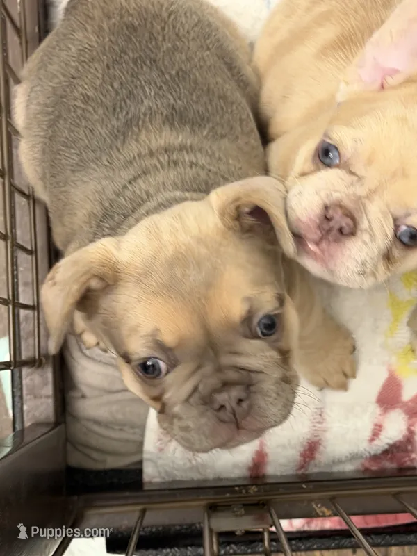 Armani – French Bulldog puppy for sale in Murfreesboro, TN