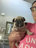 Tory Burch , a female French Bulldog for sale in Murfreesboro, TN – 2 of 10