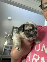 Prada , a female French Bulldog for sale in Murfreesboro, TN – 5 of 10