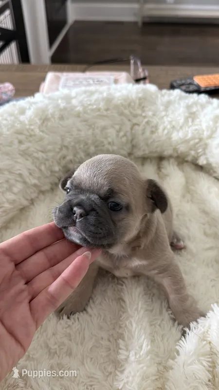 Tory Burch  – French Bulldog puppy for sale in Murfreesboro, TN