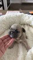 Tory Burch , a female French Bulldog for sale in Murfreesboro, TN – 1 of 10