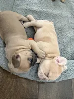 Tory Burch , a female French Bulldog for sale in Murfreesboro, TN – 3 of 10