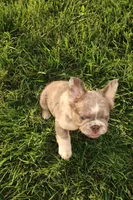 Louis , a male French Bulldog for sale in Murfreesboro, TN – 7 of 7