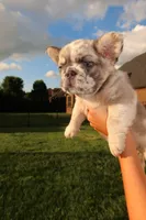 Prada , a female French Bulldog for sale in Murfreesboro, TN – 3 of 8