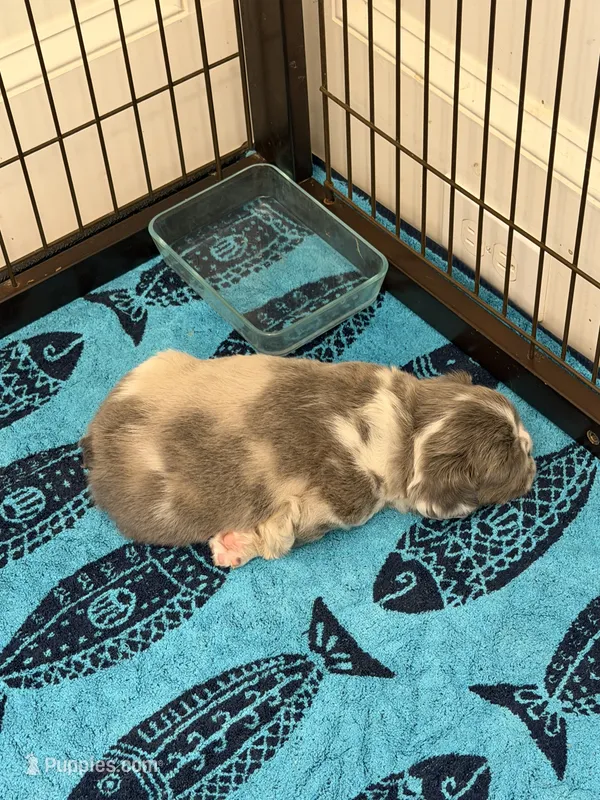 Louis  – French Bulldog puppy for sale in Murfreesboro, TN