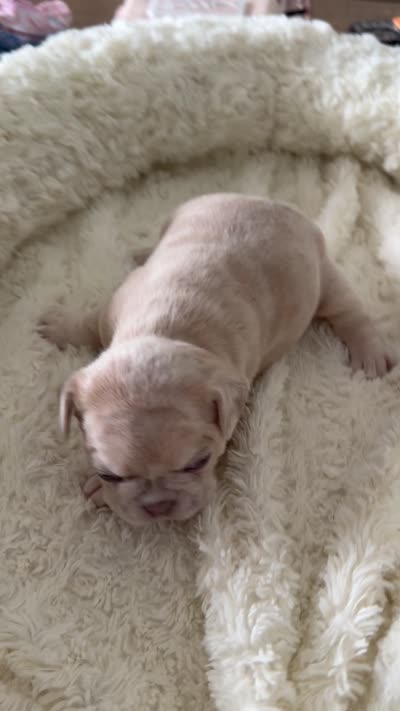 Coco Chanel , a female French Bulldog for sale in Murfreesboro, TN – 9 of 9