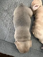 Armani, a female French Bulldog for sale in Murfreesboro, TN – 4 of 9