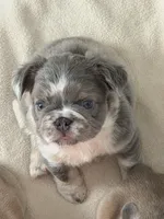Louis , a male French Bulldog for sale in Murfreesboro, TN – 1 of 7
