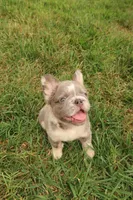 Louis , a male French Bulldog for sale in Murfreesboro, TN – 3 of 7