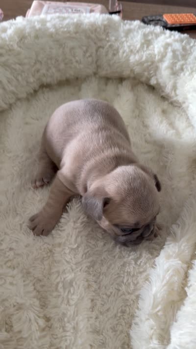 Tory Burch , a female French Bulldog for sale in Murfreesboro, TN – 8 of 10