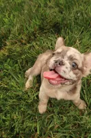 Prada , a female French Bulldog for sale in Murfreesboro, TN – 8 of 8