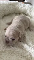 Coco Chanel , a female French Bulldog for sale in Murfreesboro, TN – 2 of 9
