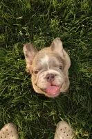 Louis , a male French Bulldog for sale in Murfreesboro, TN – 6 of 7