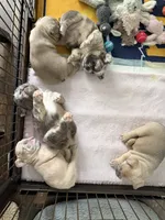 Prada , a female French Bulldog for sale in Murfreesboro, TN – 9 of 10