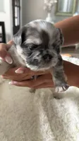 Prada , a female French Bulldog for sale in Murfreesboro, TN – 3 of 10