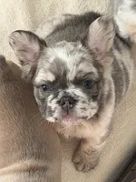 Prada , a female French Bulldog for sale in Murfreesboro, TN – 2 of 8