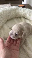 Coco Chanel , a female French Bulldog for sale in Murfreesboro, TN – 6 of 9